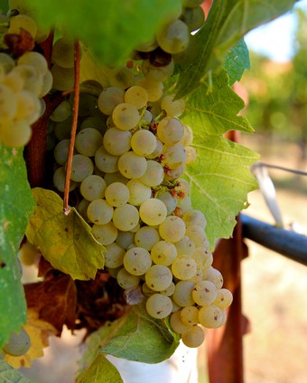 Close-up of a ripe white winegrape cluster hanging from a vine in Lodi, California.