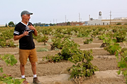 Man tasting wine in a vineyard with grapevines and industrial buildings in the background.