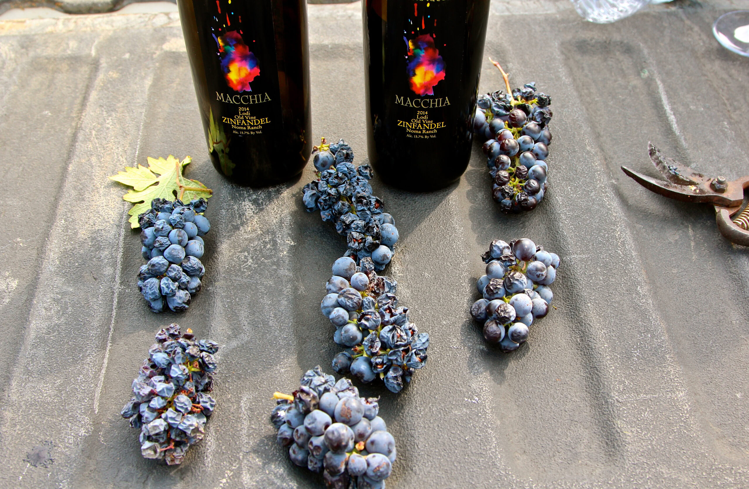 Bunches of ripe Zinfandel grapes with two bottles of wine on a table.