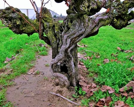 Close-up of a gnarled grapevine trunk in a Lodi vineyard with green grass and fallen leaves.