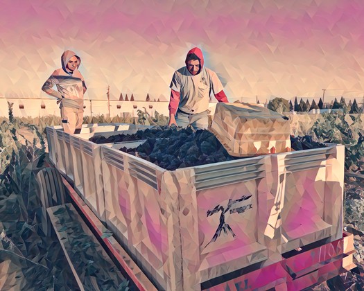 Workers harvesting grapes in a vineyard during the Lodi Winegrape season.