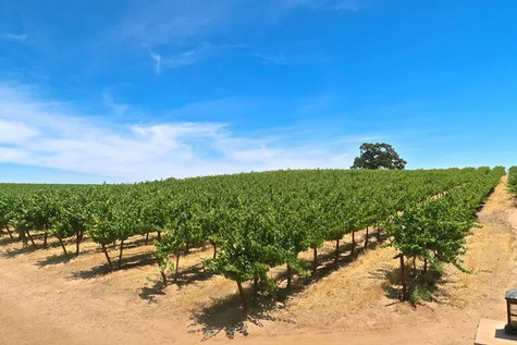 Vast Lodi winegrape vineyard under a bright blue sky with a lone tree in the background.