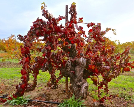 Red winegrape vine in Lodi vineyard during fall with vibrant red leaves and gnarled trunk.