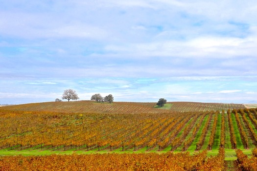 Vast vineyard landscape in Lodi with rolling hills, grapevines, and a partly cloudy sky.