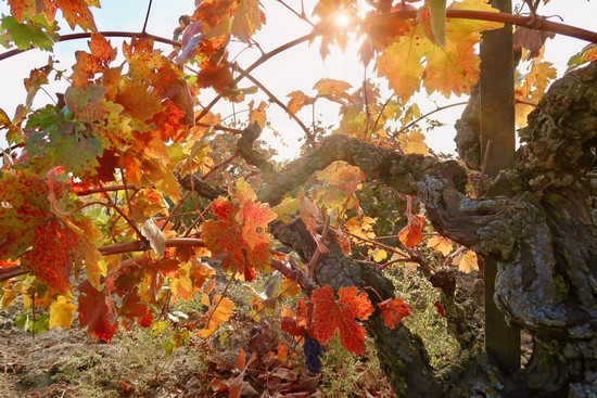 Close-up of grapevine with colorful autumn leaves in a Lodi vineyard.