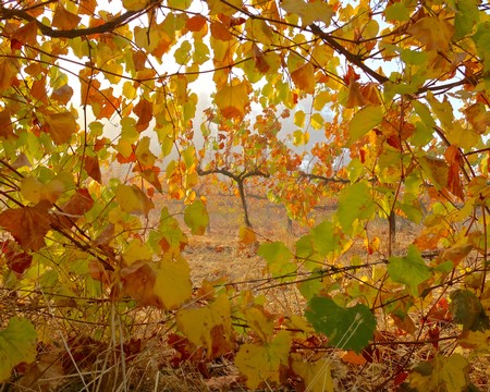 Autumn vineyard with yellow and green grape leaves in Lodi, California.