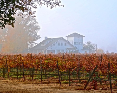 Vineyard with grapevines in autumn, winery building in the background, foggy morning scene in Lodi, California.