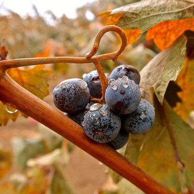 Close-up of ripe wine grapes with water droplets on a vine in autumn.