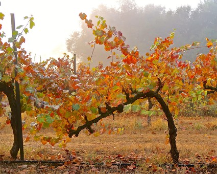 Autumn vineyard with colorful grapevine leaves in Lodi, California, during harvest season.