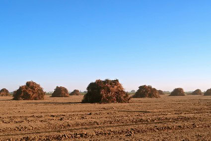Vast vineyard landscape in Lodi with harvested grape fields and clear blue sky.