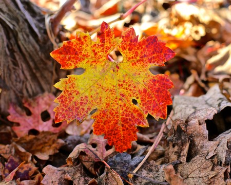 Colorful fall leaf on the ground in a vineyard during autumn in Lodi, California.