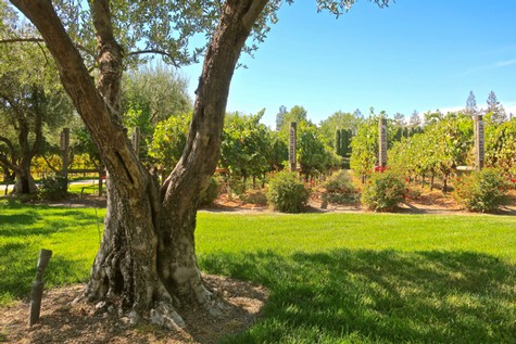 Vineyard with lush grapevines and a large tree in the foreground, sunny day at Lodi Winegrape Commission.