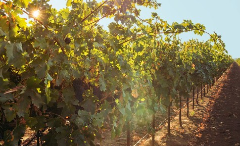 Vineyard in Lodi with lush grapevines under bright sunlight, showcasing premium wine grapes.