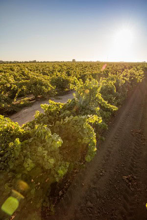 Vineyard in Lodi with lush grapevines under a bright setting sun, showcasing premium wine grape cultivation.