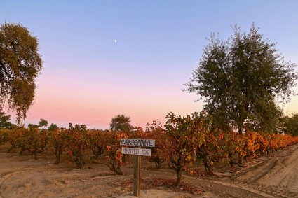 Vineyard in Lodi with grapevines, trees, and a sunset sky, showcasing prime winegrape growing conditions.