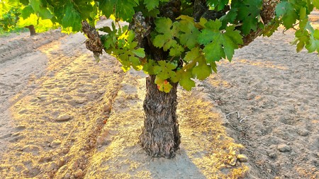 Close-up of a grapevine trunk and green leaves in a vineyard during daytime.