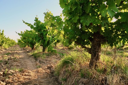 Lodi winegrape vineyard with lush green vines and a dirt path under a clear sky.