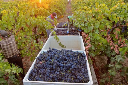 Workers harvest ripe grapes in a vineyard with large bins for wine production.