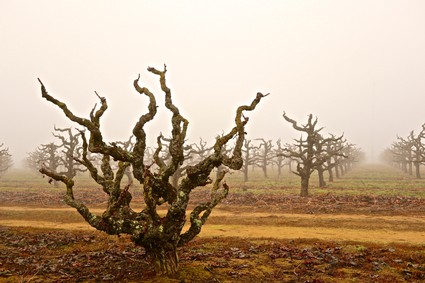 Gnarled, leafless grapevines in a foggy vineyard landscape in Lodi, California.