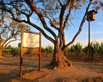 Vineyard with large tree and sign for Church Block wine in Lodi, California at sunset.