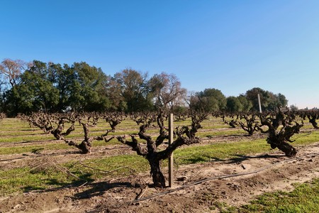 Vineyard with pruned grapevines in Lodi, California under a clear blue sky.