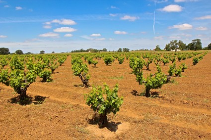 Vast vineyard in Lodi with rows of grapevines under a blue sky with clouds.