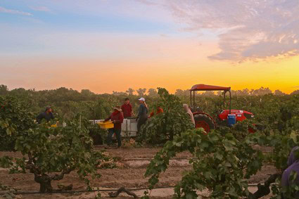 Workers harvesting wine grapes in Lodi vineyard at sunset with tractor and lush vines.