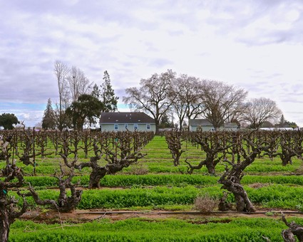 Vineyard with pruned grapevines and a barn in Lodi, California, under a cloudy sky.