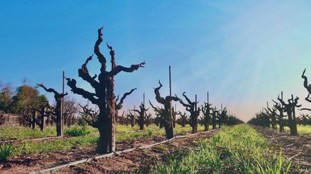 Pruned winegrape vines in Lodi, California, under a clear blue sky, showcasing vineyard management practices.