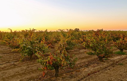 Vineyard in Lodi with grapevines at sunset, showcasing lush foliage and rows of grape plants ready for harvest.