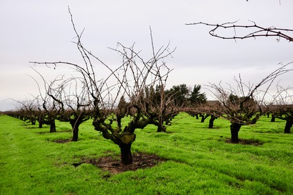 Grapevine vineyard in Lodi with leafless vines and green grass, under a cloudy sky.