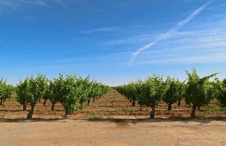 Lodi winegrape vineyard with lush green vines under a clear blue sky.