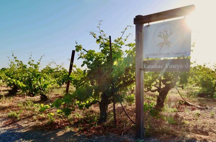 Vineyard with grapevines and a sign for Natushas Vineyard in Lodi, California, during sunset.