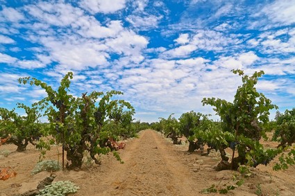 Vineyard rows in Lodi, California, under a partly cloudy sky, showcasing healthy grapevines for wine production.