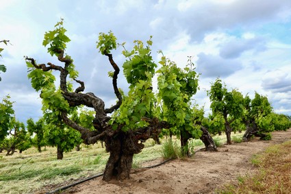 Grapevine vineyard in Lodi with gnarled vines and lush green leaves under a partly cloudy sky.