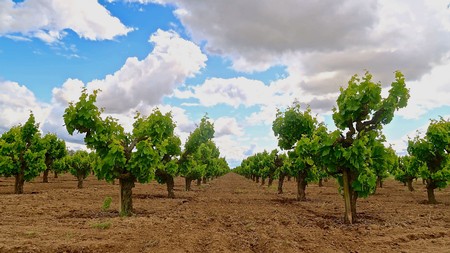 Vineyard rows in Lodi with lush green grapevines under a partly cloudy sky.
