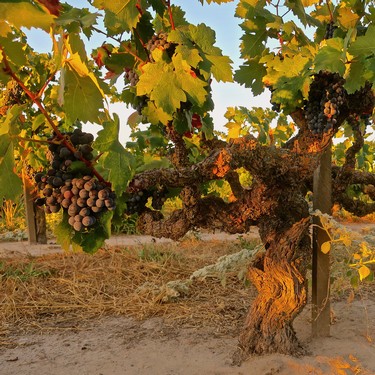 Grapevines with ripe grapes in a Lodi vineyard during sunset.