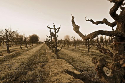 Vineyard in Lodi with gnarled grapevines and leafless trees under a cloudy sky.