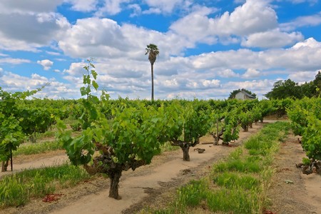 Vineyard in Lodi with lush grapevines, blue sky, and scattered clouds, showcasing premium wine grape cultivation.