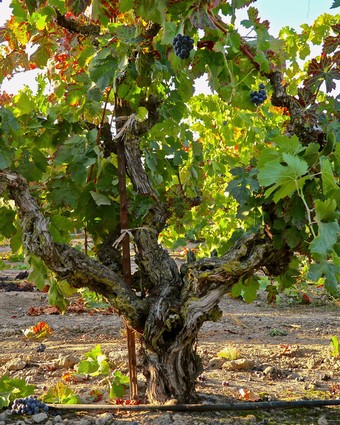 Grapevine with ripe grapes in a Lodi vineyard, showcasing healthy foliage and mature fruit.