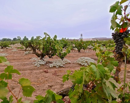 Vineyard in Lodi with grapevines and a distant winery in the background.