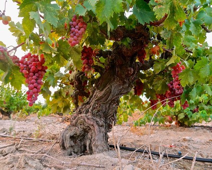 Close-up of a gnarled winegrape vine with ripe red grapes in Lodi, California.
