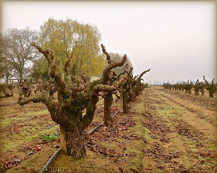Gnarled wine grapevines in a Lodi vineyard during overcast weather.