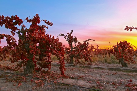 Vineyard in Lodi with red grapevines at sunset, showcasing premium wine grapes for Lodi Winegrape Commission.