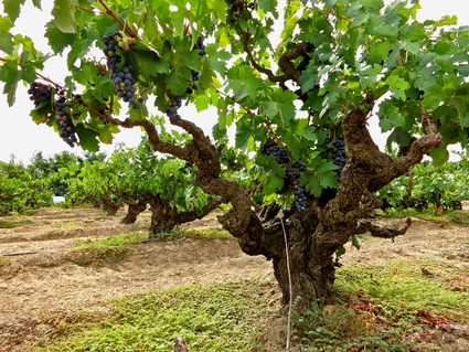 Grapevine with ripe dark grapes in a Lodi vineyard, California, during harvest season.