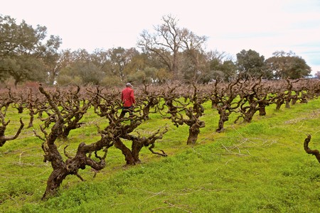 Vineyard with pruned grapevines and a person in a red jacket inspecting the vines in Lodi, California.