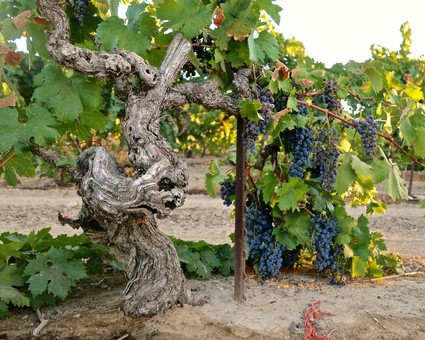 Grapevines with ripe dark purple grapes in a Lodi vineyard, showcasing healthy foliage and mature fruit ready for harvest.