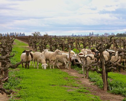 Sheep grazing in a Lodi vineyard with grapevines and a cloudy sky in the background.