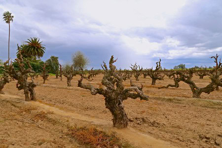 Gnarled wine grapevines in a Lodi vineyard under a cloudy sky, showcasing the region's viticulture.