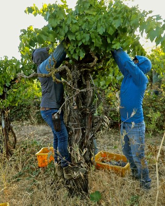 Two workers harvesting grapes from a vineyard in Lodi, California, during the daytime.